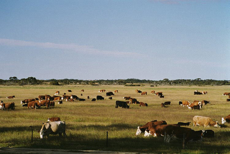 Spring herd on a salt flat. Photo courtesy James Darling