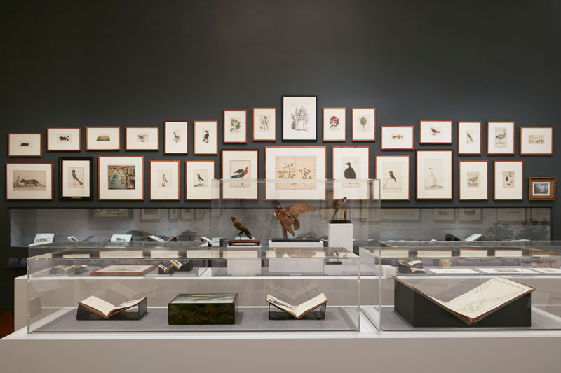 Installation view, Colony: Australia 1770–1861, National Galley of Victoria. Photo: Tom Ross