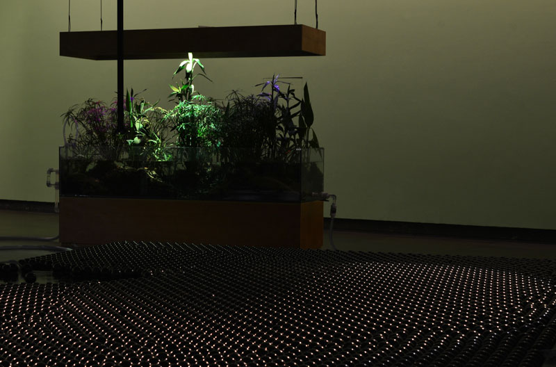 Tega Brain, Deep Swamp, 2018, glass tanks, wetland plants, gravel, sand, acrylic pipes, shade balls, electronics, misters, lighting, pumps, custom software, 3-channel sound. Image: courtesy of the artist and the Guangdong Museum of Art
