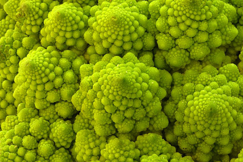 John Walker, Fractal Food, a fractal Romanesco variety of Brassica oleracea, a species which includes cabbage, broccoli, cauliflower, and Brussels sprouts