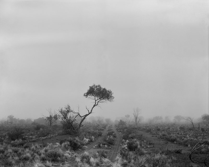 Paul Ogier, One Tree