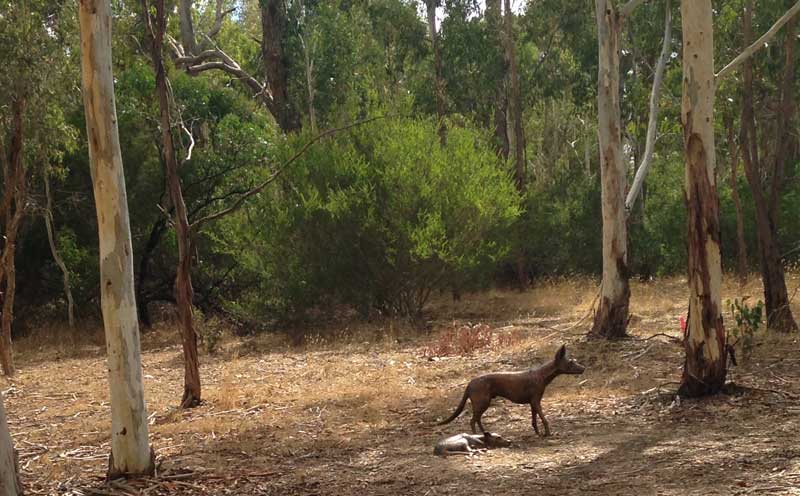 Clancy Warner, Elizabeth Close, Papa Tjukurpa: Dingo Story, 2019, bronze. Courtesy the artist