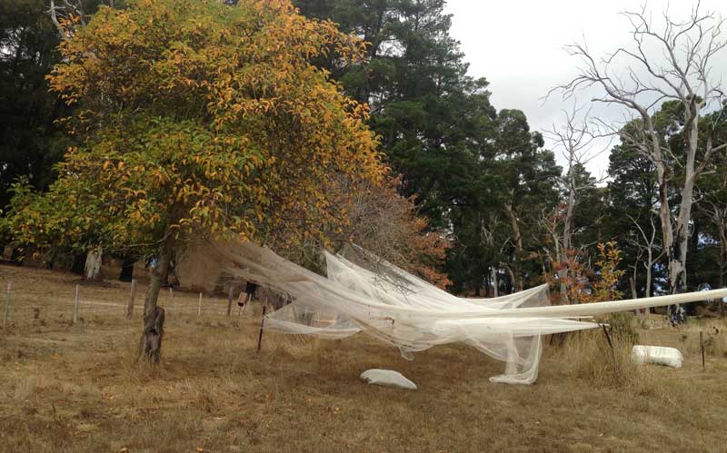 Mary Ann Santin, dwell time, 2019, netting, posts, staples, cable ties. Courtesy the artist