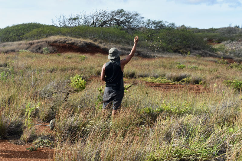 Moaʻulanui, Kahoʻolawe. Kua, Kelvin Ho re‐seeding resilience, sowing ʻaʻaliʻi (Dodonaea viscosa) amongst patchy replantings of pili grass (Heteropogon contortus). Courtesy Drew Kahuʻāina Broderick and Josh Tengan