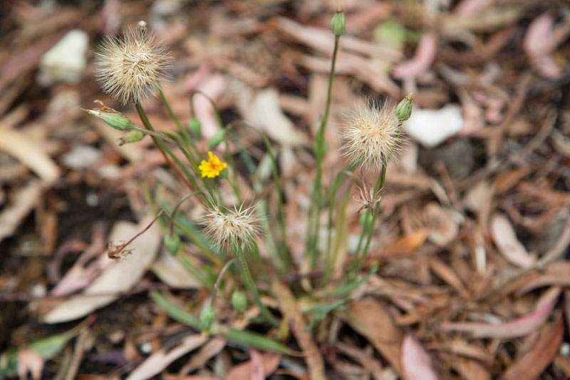 Murnong plant. Photo: Heath Warwick, courtesy Museums Victoria