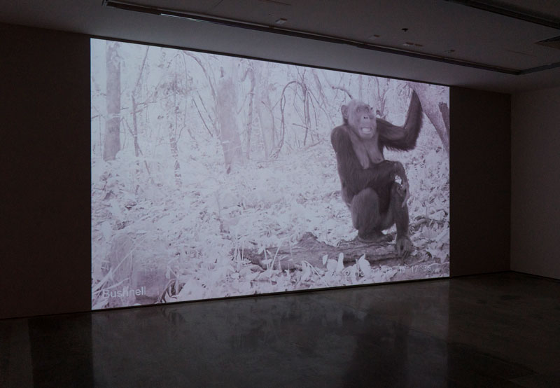 Amalia Pica and Rafael Ortega, Pan troglodytes ellioti and cousins, 2016, video loop, video camera with infrared trigger and monitor. Photo: Louis Lim