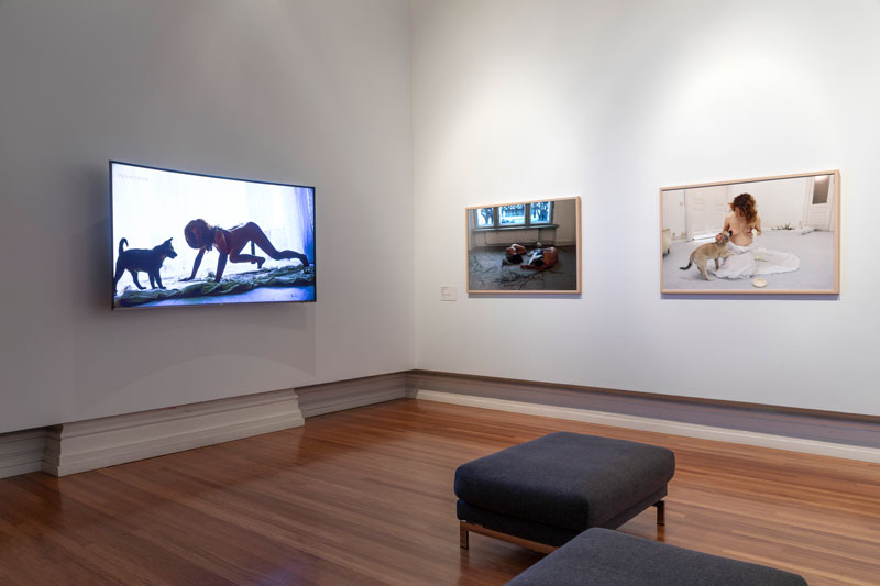 Maja Smrekar, K-9_topology: Hybrid Family, 2016, installation view, RMIT Gallery. Photo: Mark Ashkanasy